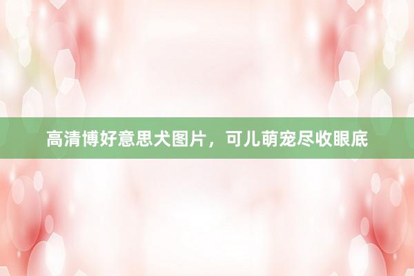 高清博好意思犬图片，可儿萌宠尽收眼底